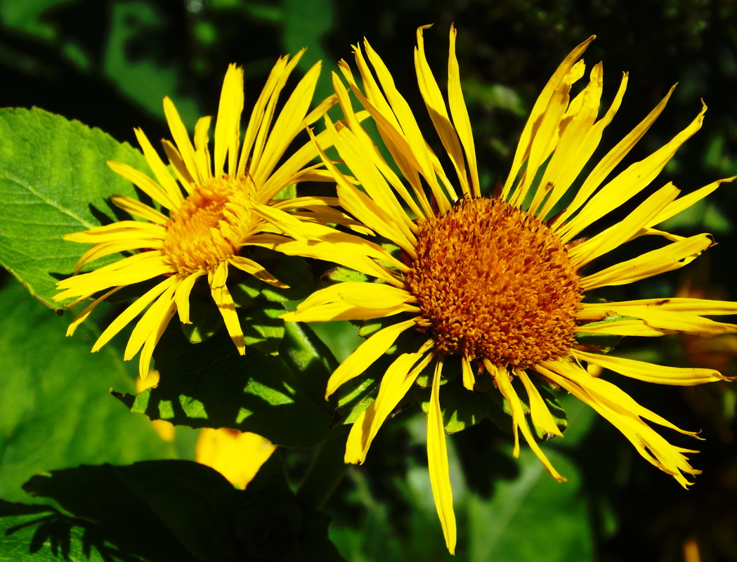 Девясил лечебные свойства. Inula Helenium. Девясил Крымский. Девясил Восточный. Девясила кистецветного.